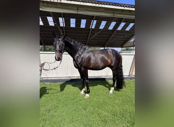 Oldenburg, Gelding, 6 years, 17 hh, Bay