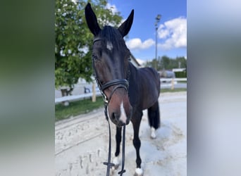 Oldenburg, Gelding, 6 years, 17 hh, Bay