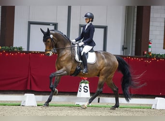 Oldenburg, Gelding, 6 years, 17 hh, Bay
