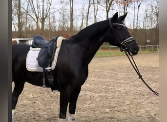 Oldenburg, Gelding, 6 years, 17 hh, Black