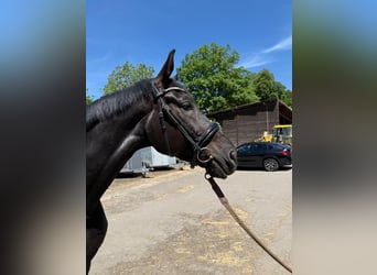 Oldenburg, Gelding, 6 years, 17 hh, Black