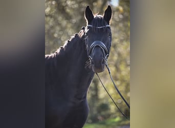 Oldenburg, Gelding, 6 years, 17 hh, Black