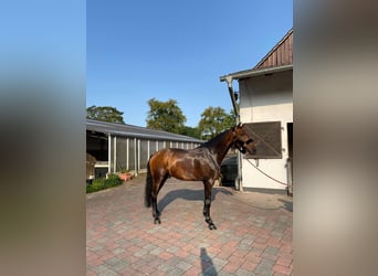Oldenburg, Gelding, 6 years, 17 hh, Brown