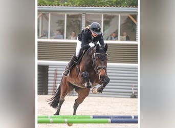 Oldenburg, Gelding, 6 years, 17 hh, Brown