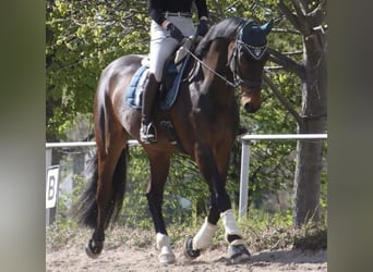 Oldenburg, Gelding, 6 years, 17 hh, Brown