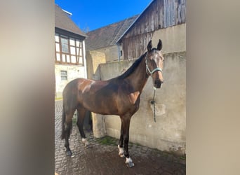 Oldenburg, Gelding, 6 years, 17 hh, Brown