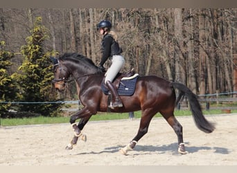 Oldenburg, Gelding, 6 years, 17 hh, Brown