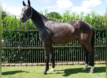 Oldenburg, Gelding, 6 years, 17 hh