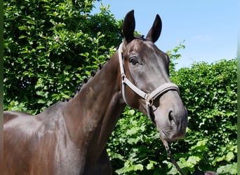 Oldenburg, Gelding, 6 years, 17 hh