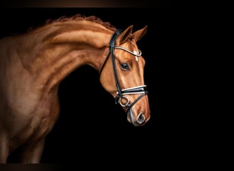 Oldenburg, Gelding, 6 years, 17 hh, Chestnut-Red