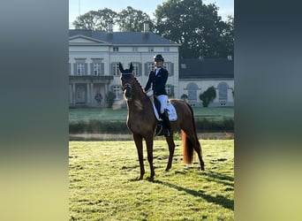 Oldenburg, Gelding, 6 years, 17 hh, Chestnut-Red