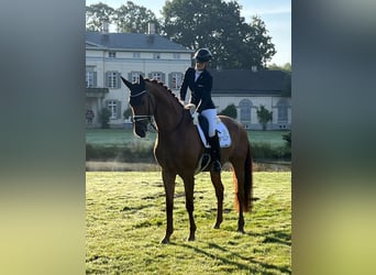 Oldenburg, Gelding, 6 years, 17 hh, Chestnut-Red