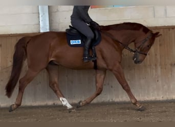 Oldenburg, Gelding, 6 years, 17 hh, Chestnut-Red