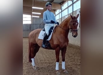 Oldenburg, Gelding, 6 years, 17 hh, Chestnut-Red