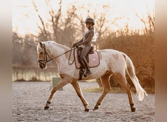 Oldenburg, Gelding, 6 years, 17 hh, Palomino