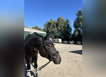 Oldenburger, Wallach, 6 Jahre, 17 hh, Schwarzbrauner