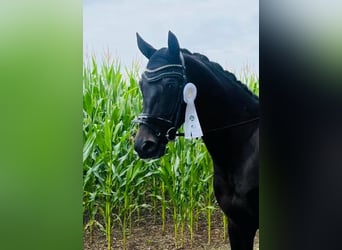 Oldenburger, Wallach, 6 Jahre, 17 hh, Schwarzbrauner