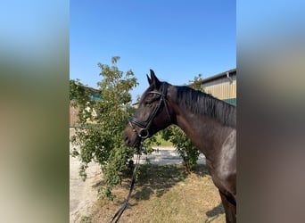 Oldenburger, Wallach, 6 Jahre, 17 hh, Schwarzbrauner