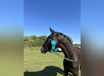 Oldenburger, Wallach, 6 Jahre, 17 hh, Schwarzbrauner