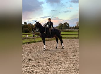 Oldenburg, Gelding, 6 years, 17 hh, Smoky-Black
