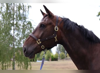 Oldenburg, Gelding, 6 years, 17,1 hh, Bay-Dark