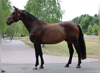 Oldenburg, Gelding, 6 years, 17,1 hh, Bay-Dark