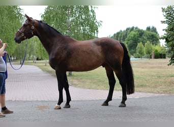 Oldenburg, Gelding, 6 years, 17,1 hh, Bay-Dark