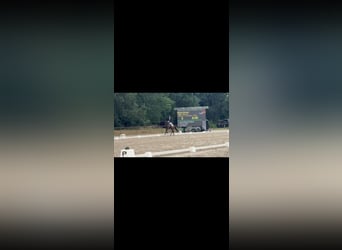 Oldenburg, Gelding, 6 years, 17,1 hh, Bay-Dark