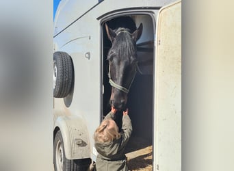 Oldenburg, Gelding, 6 years, 17,1 hh, Smoky-Black