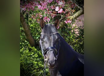 Oldenburg, Gelding, 6 years, 17,1 hh, Smoky-Black