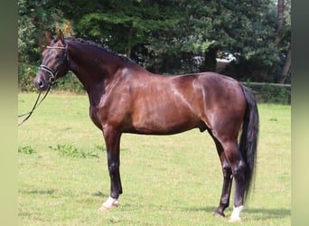 Oldenburg, Gelding, 6 years, 17,1 hh, Smoky-Black