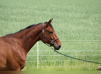 Oldenburg, Gelding, 6 years, 17,3 hh, Brown