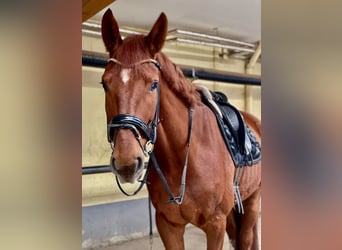 Oldenburg, Gelding, 6 years, 17,3 hh, Chestnut-Red