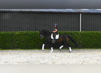 Oldenburg, Gelding, 6 years, 18 hh, Bay-Dark