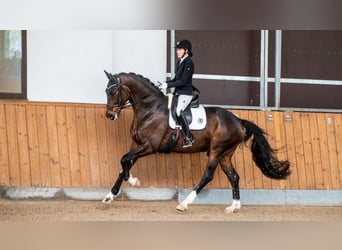 Oldenburg, Gelding, 6 years, 18 hh, Bay-Dark