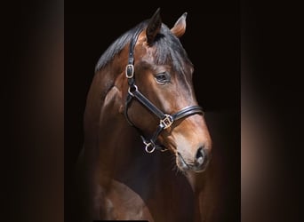 Oldenburg, Gelding, 6 years, 18 hh, Bay-Dark