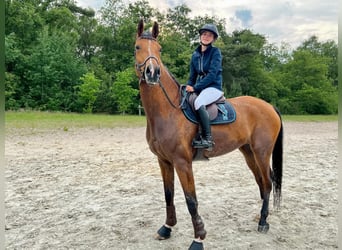 Oldenburg, Gelding, 6 years, 18 hh, Brown