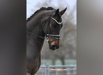 Oldenburg, Gelding, 6 years, Bay-Dark