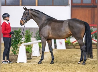 Oldenburg, Gelding, 6 years, Brown
