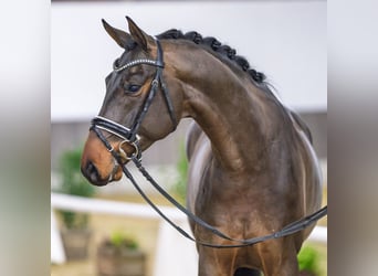 Oldenburg, Gelding, 6 years, Brown