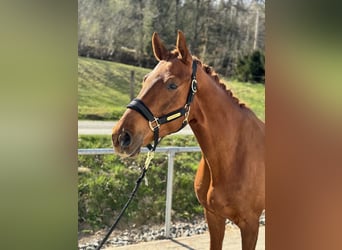 Oldenburg, Gelding, 6 years, Chestnut-Red
