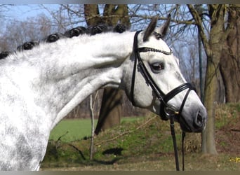 Oldenburg, Gelding, 7 years, 15.2 hh, Grey