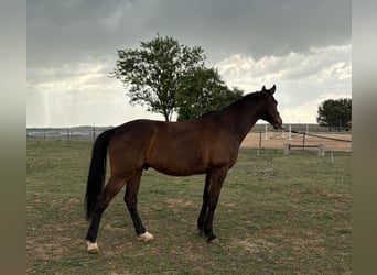 Oldenburg, Gelding, 7 years, 16.1 hh, Bay-Dark