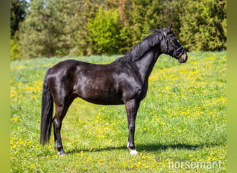 Oldenburg, Gelding, 7 years, 16.1 hh, Black