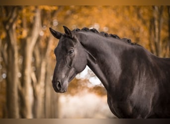 Oldenburg, Gelding, 7 years, 16,1 hh, Black