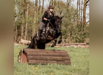 Oldenburg, Gelding, 7 years, 16,1 hh, Black