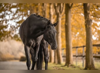 Oldenburg, Gelding, 7 years, 16,1 hh, Black