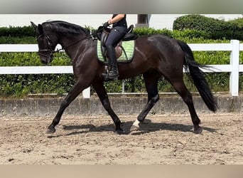 Oldenburg, Gelding, 7 years, 16,1 hh, Black