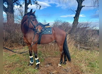 Oldenburg, Gelding, 7 years, 16,1 hh, Brown