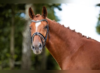 Oldenburg, Gelding, 7 years, 16,1 hh, Chestnut-Red